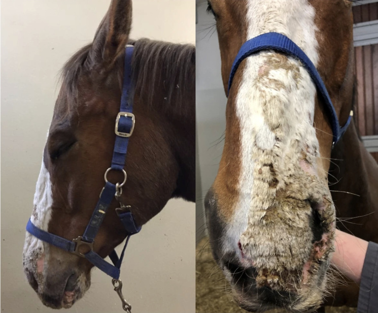 Pferd 3 wies eine ausgeprägte Lichtscheue (Photophobie), Depression und krankhafte Hautveränderungen (Dermatitis) bei der Aufnahme (Tag 0) auf.